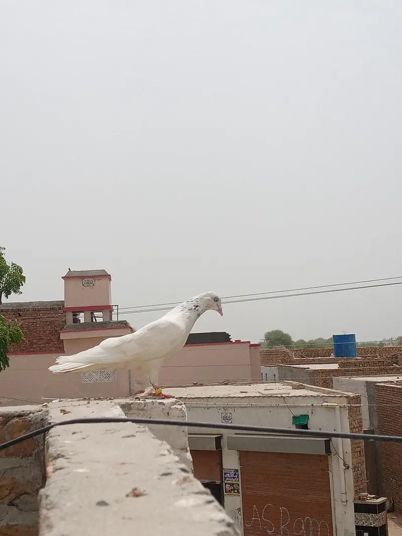 pigeon for sale urgent