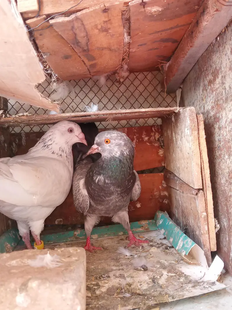 pigeon for sale urgent — photo 2