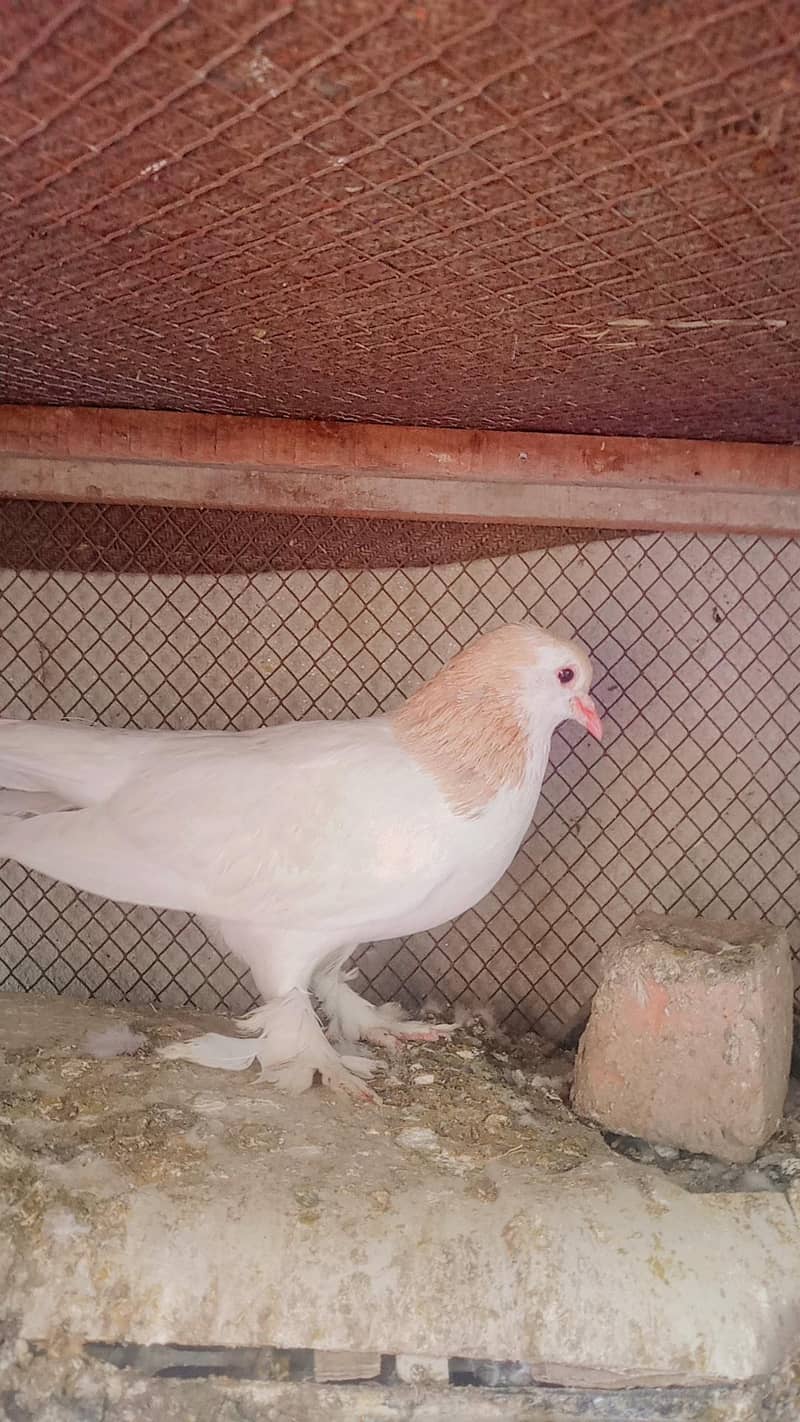 pigeon for sale urgent 3