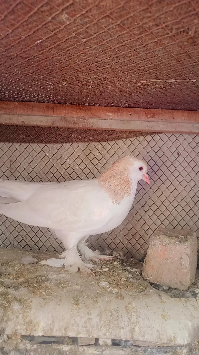 pigeon for sale urgent — photo 4