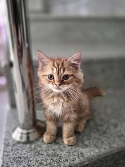 Ginger Persian kitten