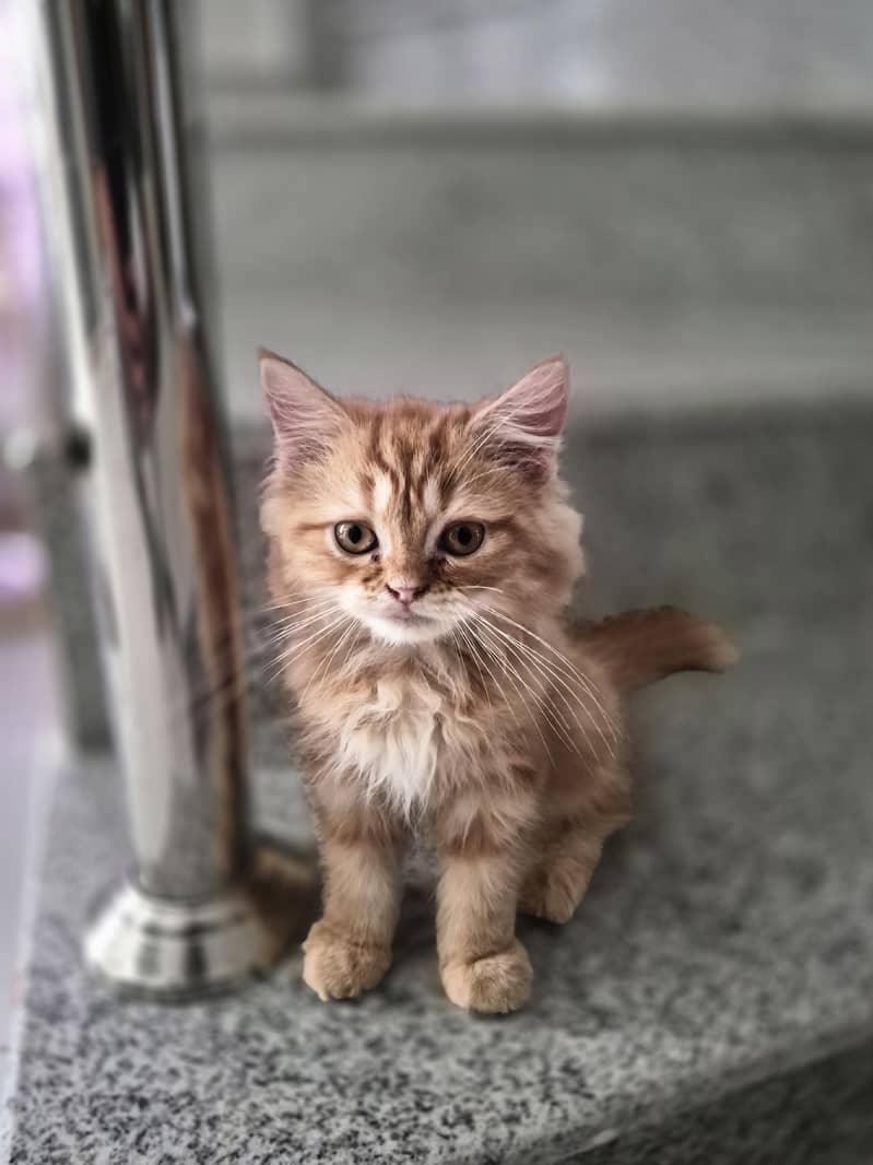 Ginger Persian kitten 0