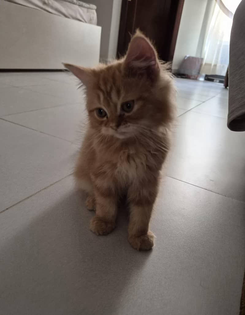 Ginger Persian kitten 1