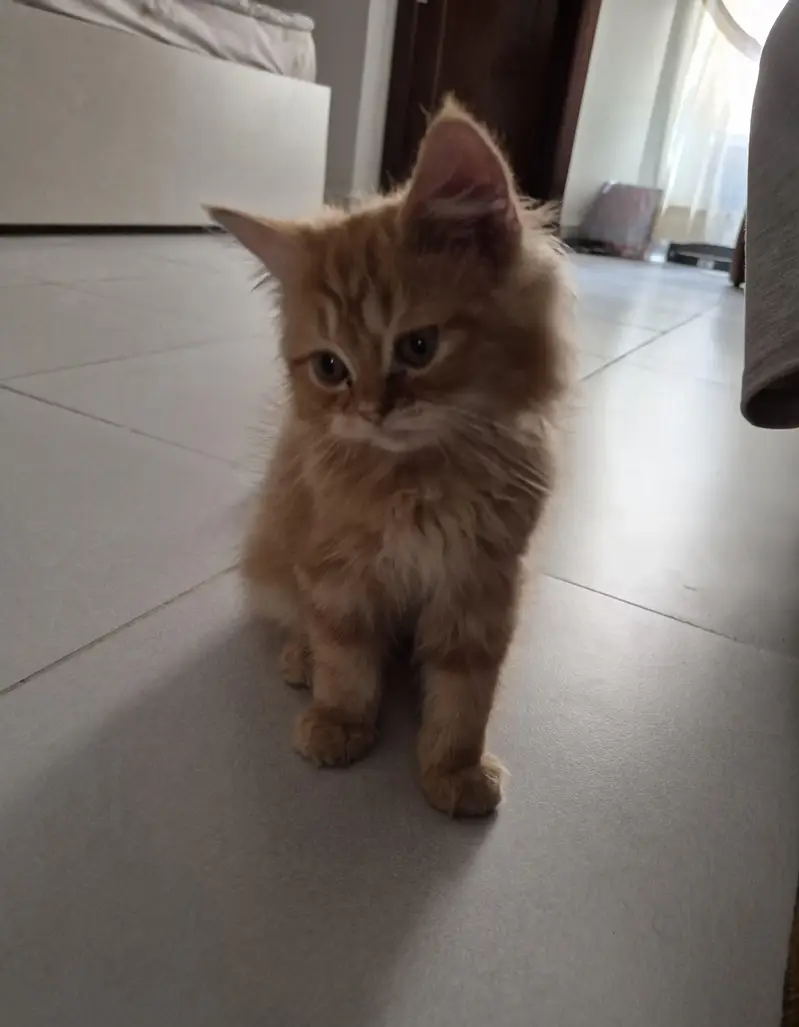 Ginger Persian kitten — photo 2