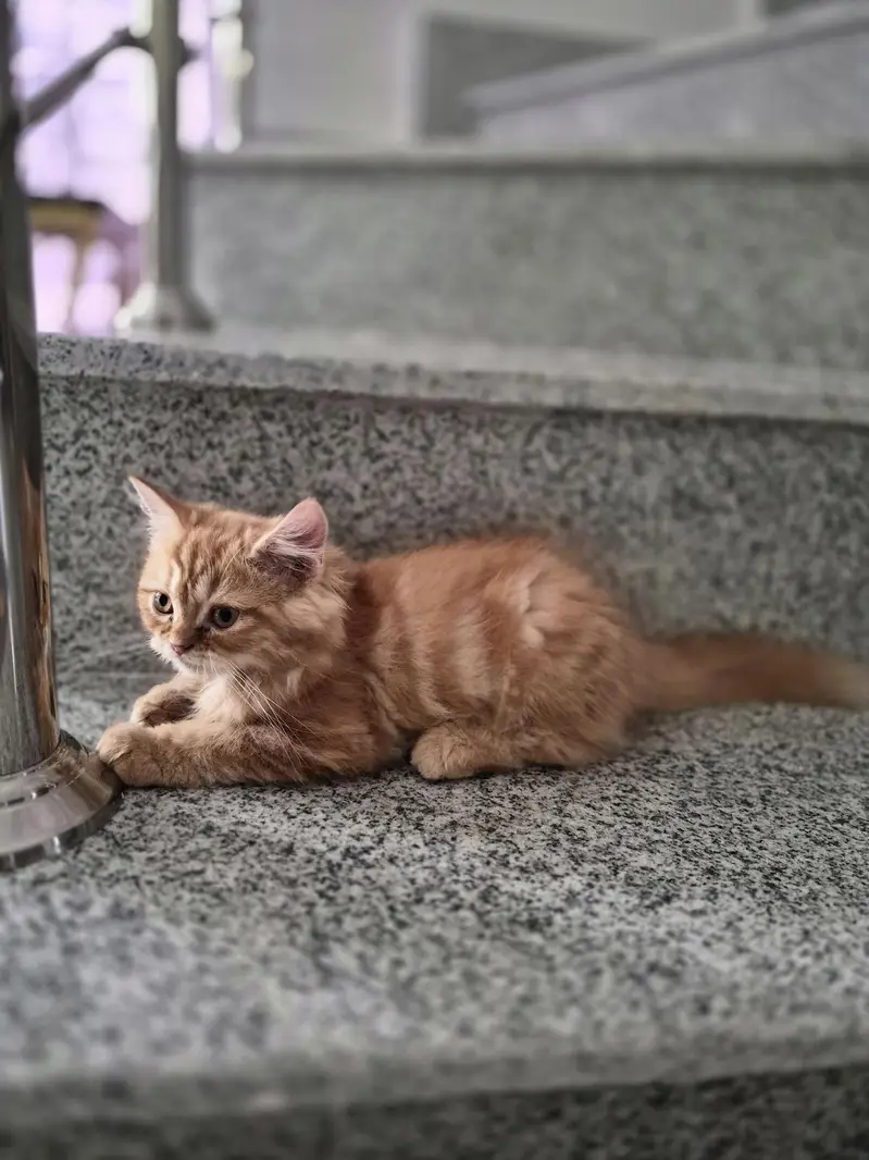 Ginger Persian kitten — photo 3