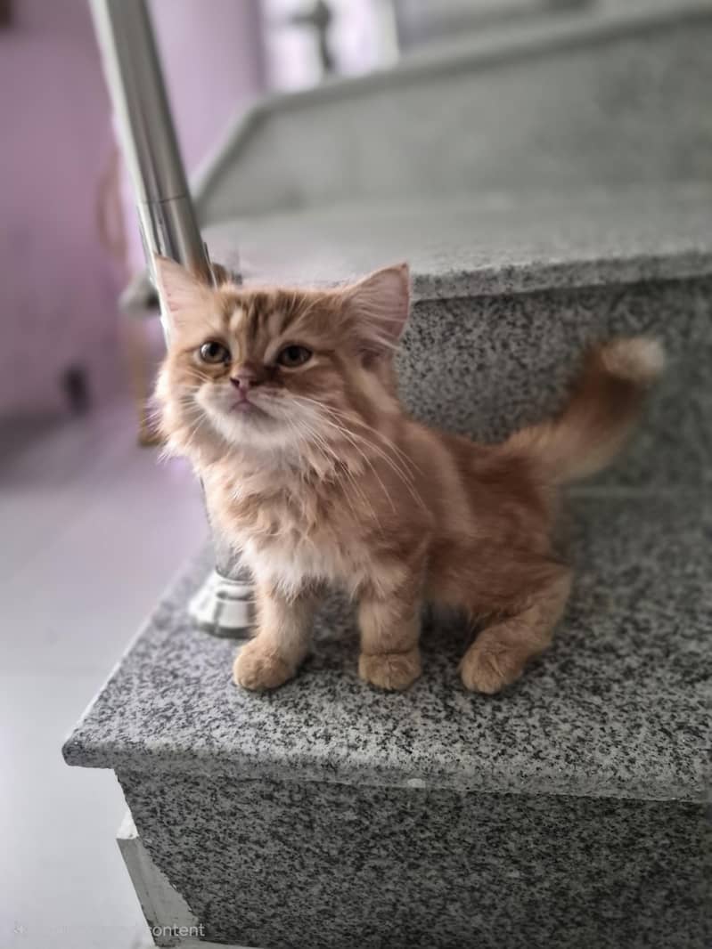 Ginger Persian kitten 3