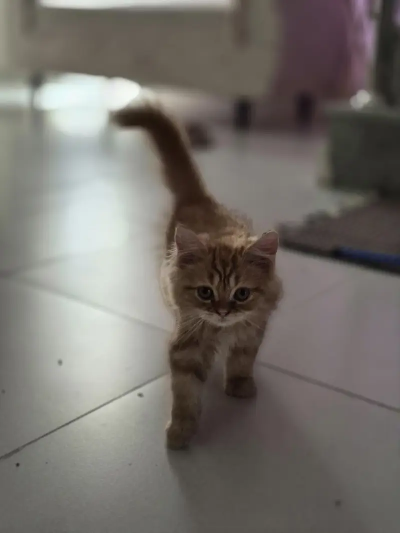 Ginger Persian kitten — photo 5