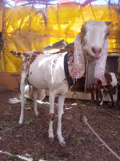 Bakri for sale