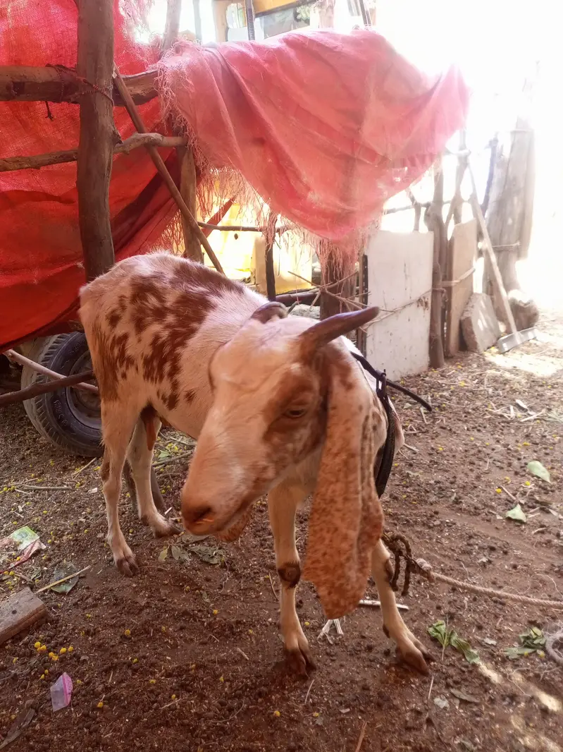Bakri for sale — photo 2