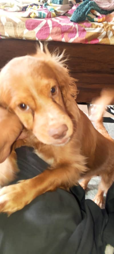 crocker spanial mix