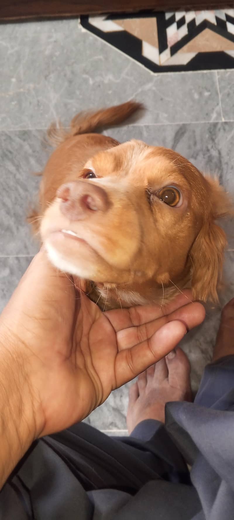crocker spanial mix 2