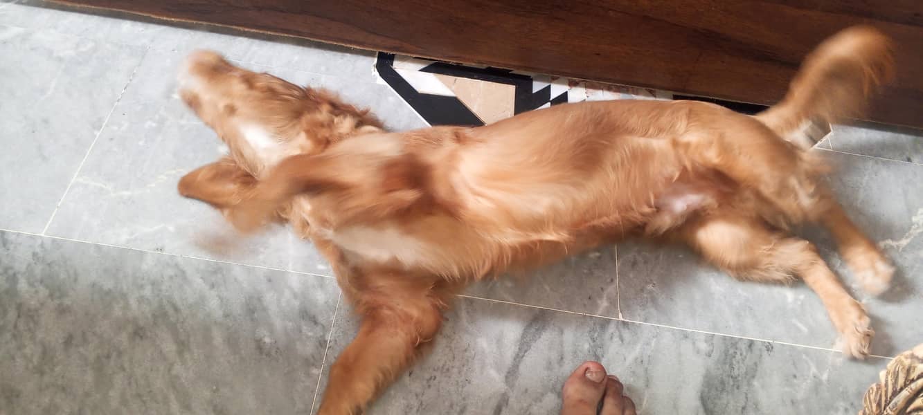 crocker spanial mix 9