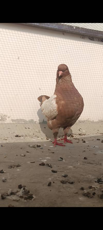 Modina male gazi female American white fentale pair swallow silver