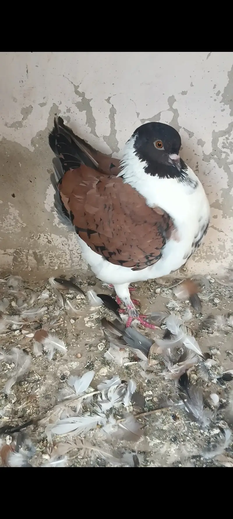 Modina male gazi female American white fentale pair swallow silver — photo 4