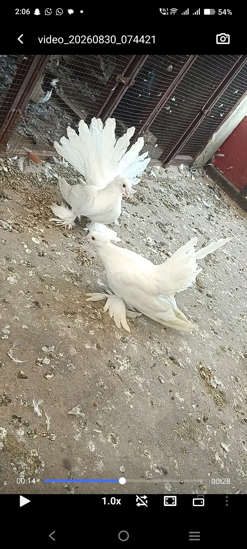 Modina male gazi female American white fentale pair swallow silver — photo 7