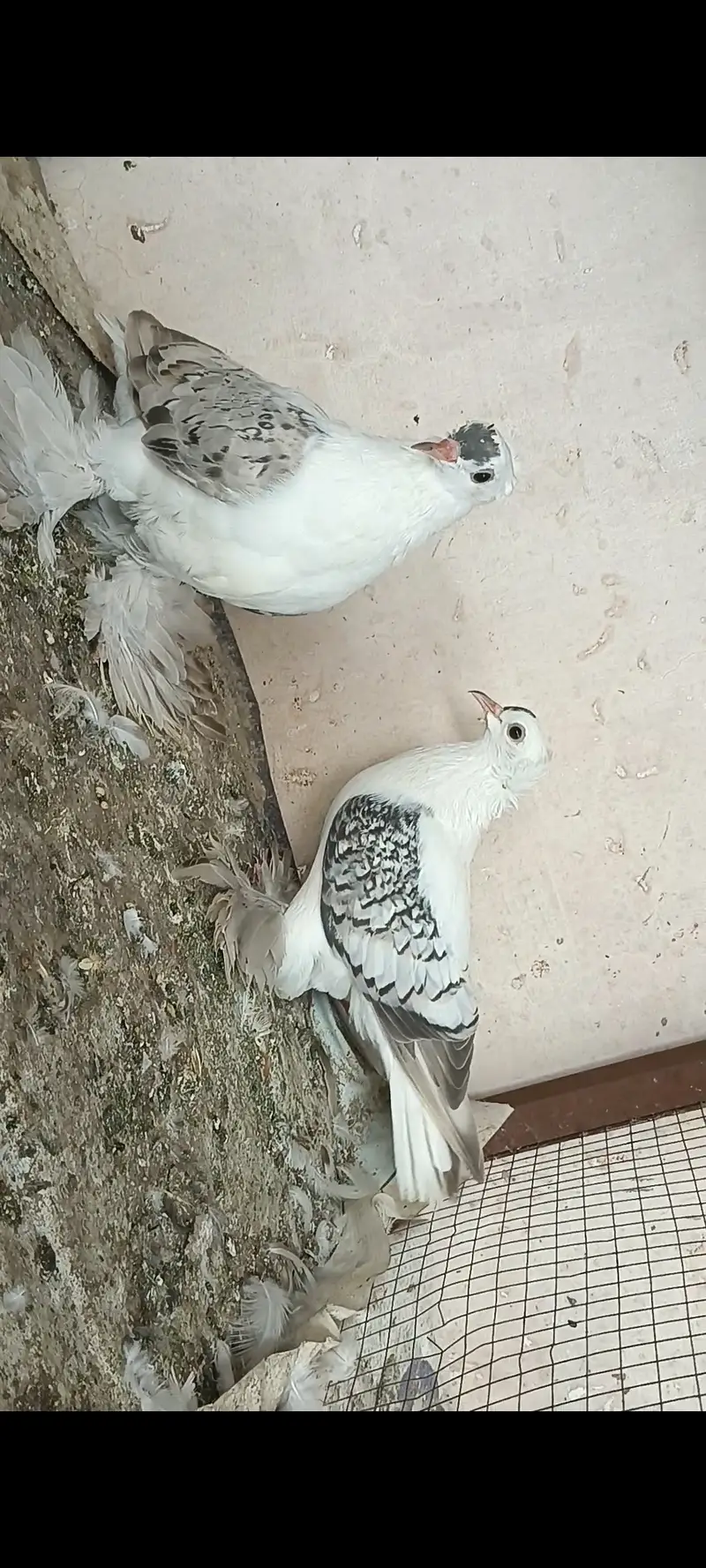 Modina male gazi female American white fentale pair swallow silver — photo 8