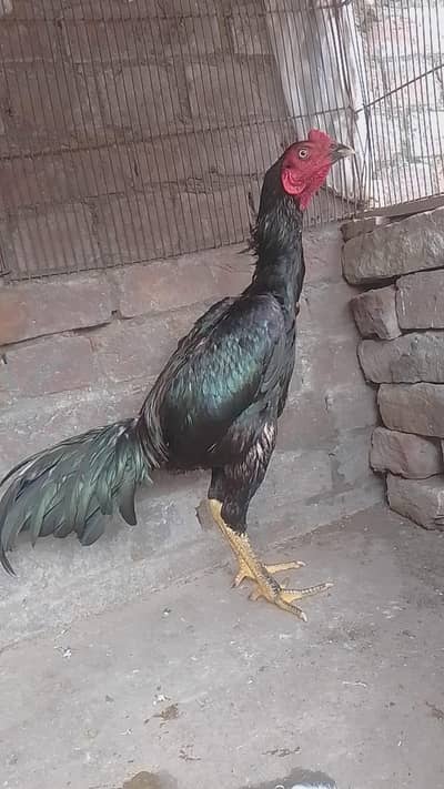 Jet black aseel patha for sale