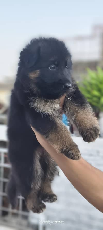 German Shepherd puppy