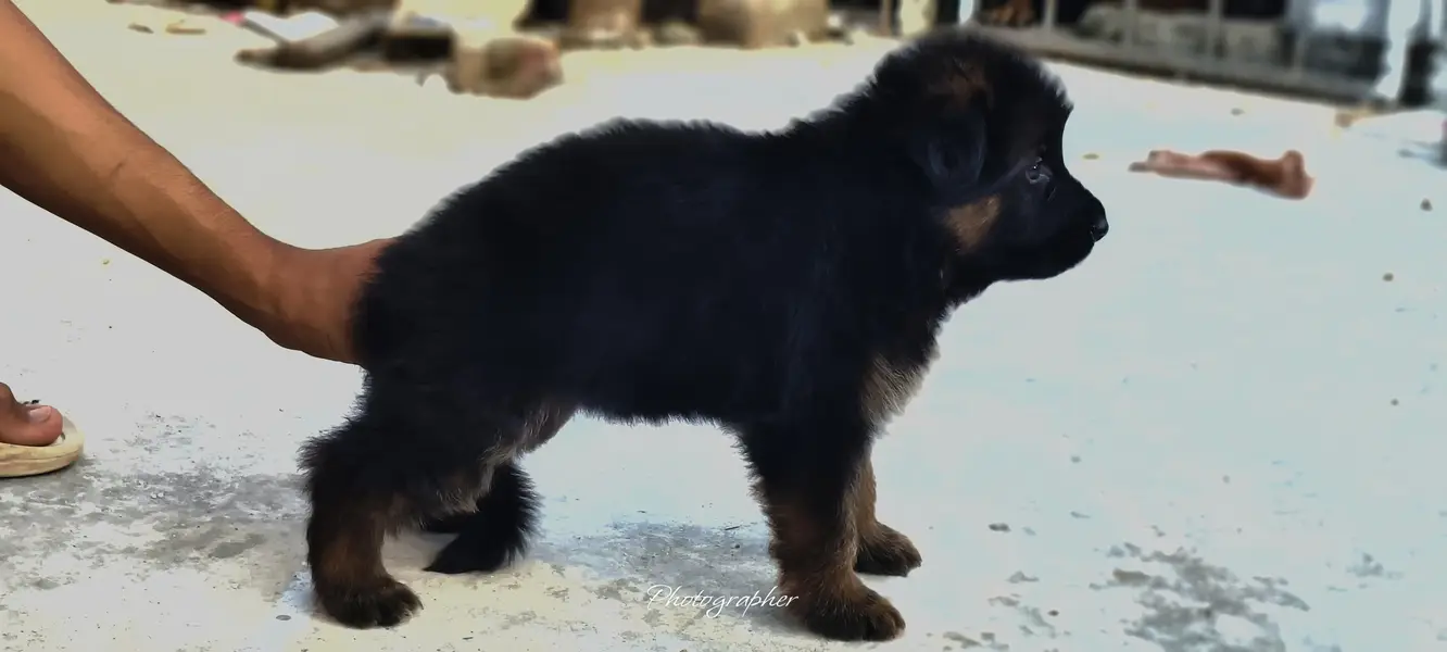 German Shepherd puppy — photo 2