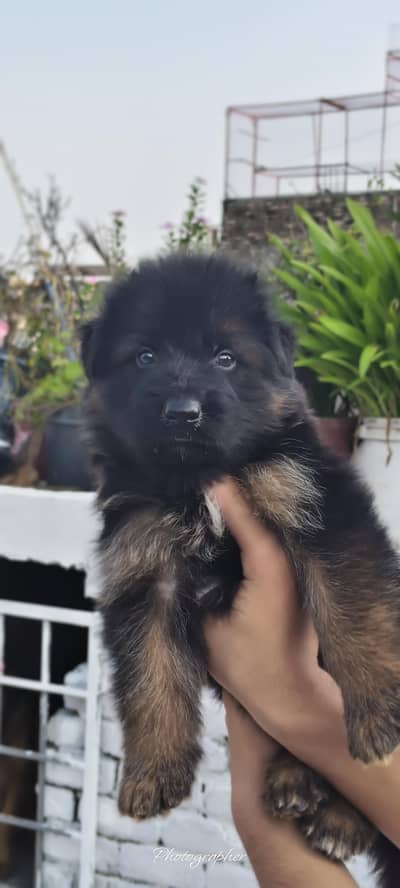 *German Shepherd Puppy Pair*