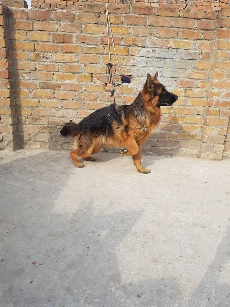 German Shepherd puppy — photo 4