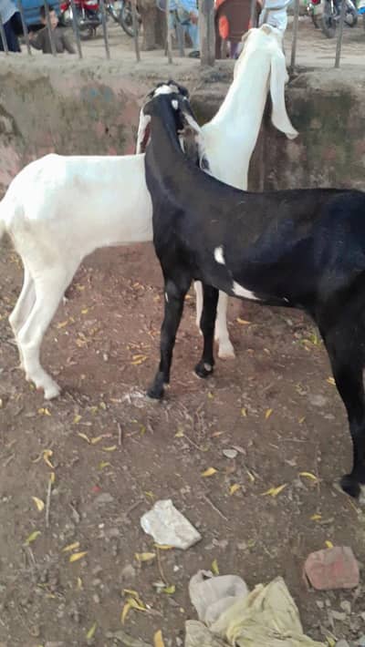 rajanpuri bakri