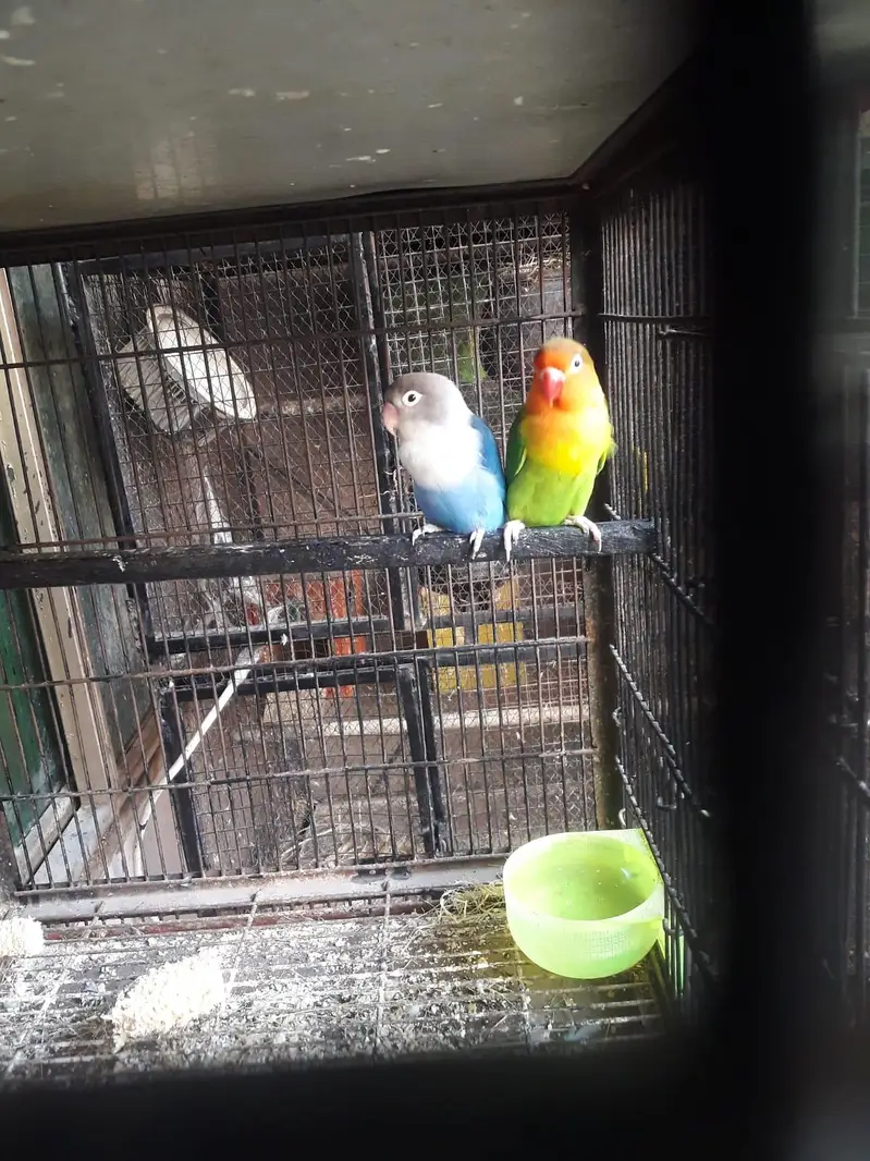 Blue fisher female and fisher male — photo 3