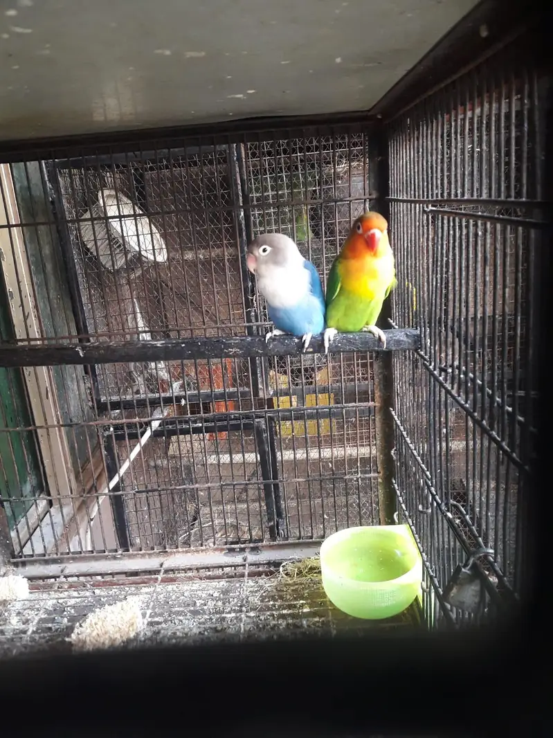 Blue fisher female and fisher male — photo 4
