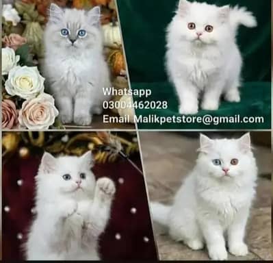 Persian Kittens | Persian Cat | Punch Face Persian | Triple Coated