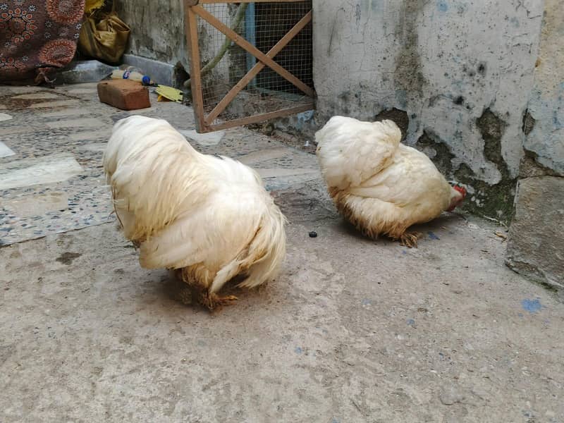Bantam 0