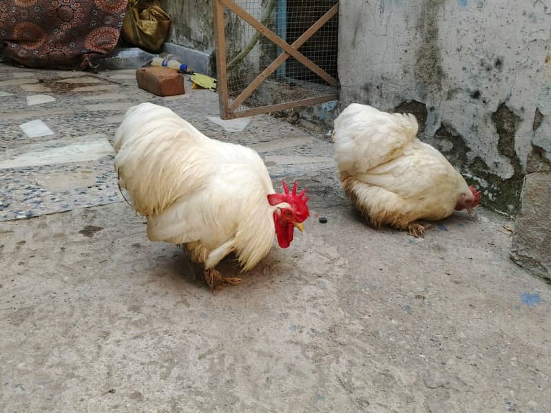 Bantam 1