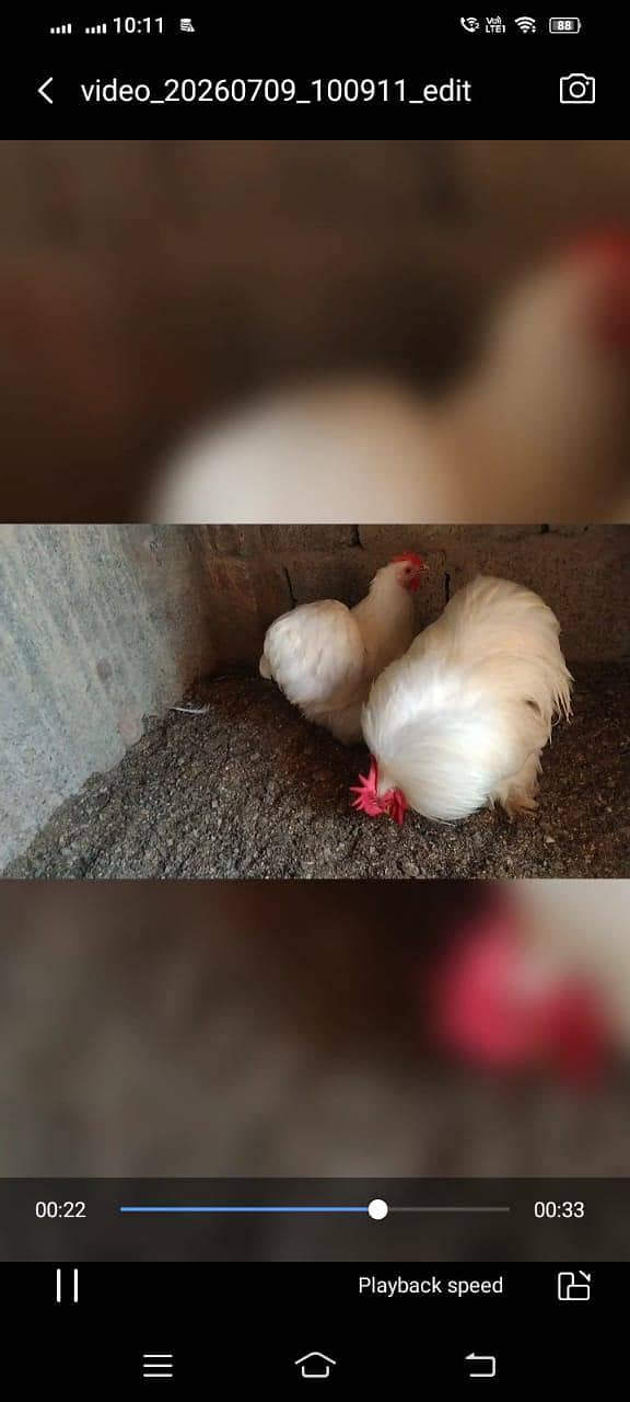 Bantam 2
