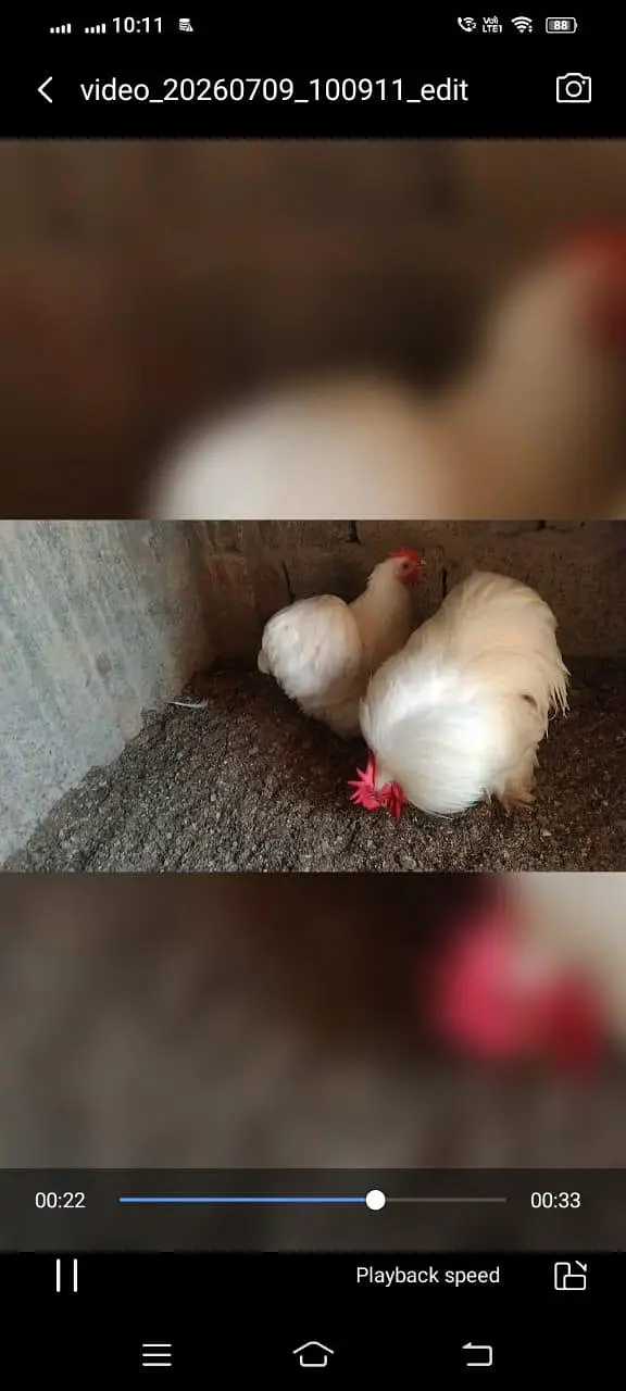 Bantam — photo 3