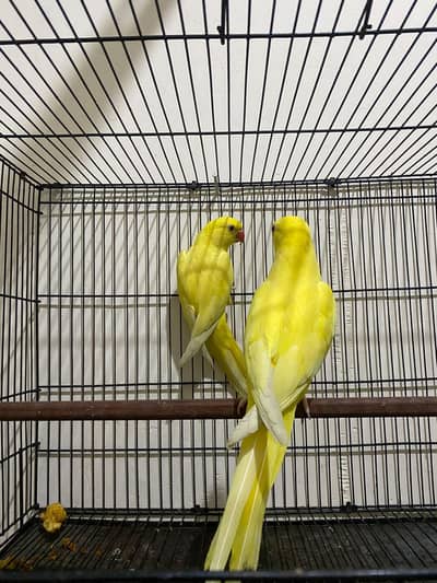 yellow parrot pair for sale