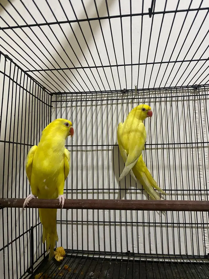 yellow parrot pair for sale — photo 2