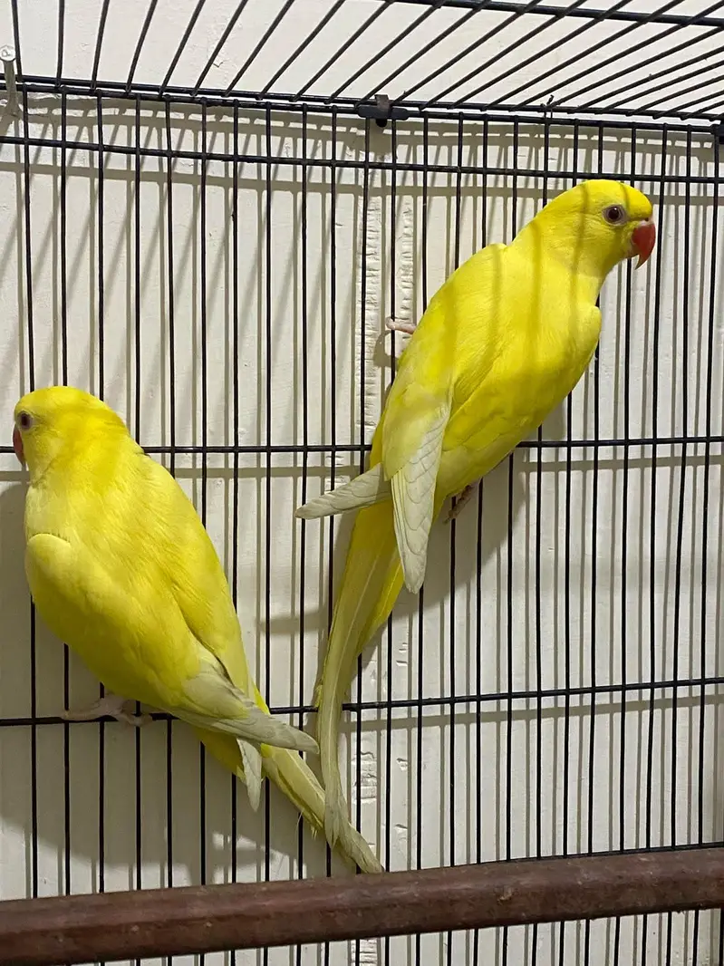 yellow parrot pair for sale — photo 3