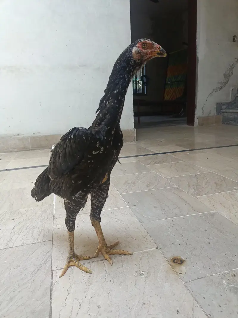 Splash shamo female — photo 3