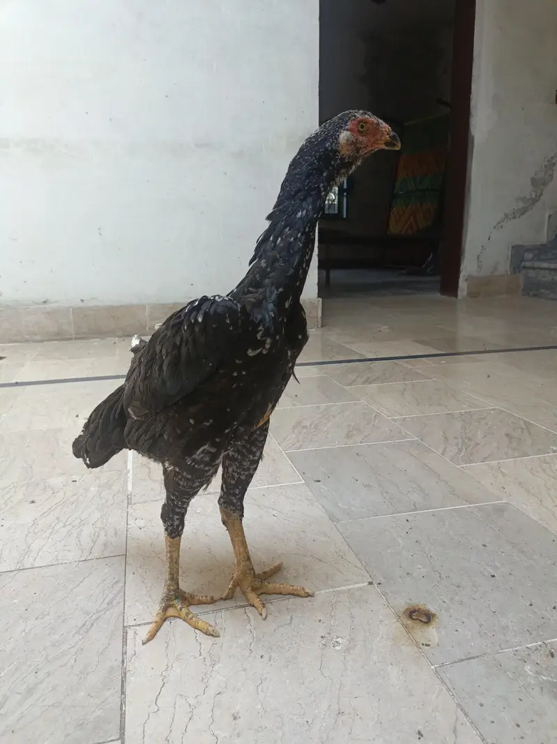 Splash shamo female — photo 4