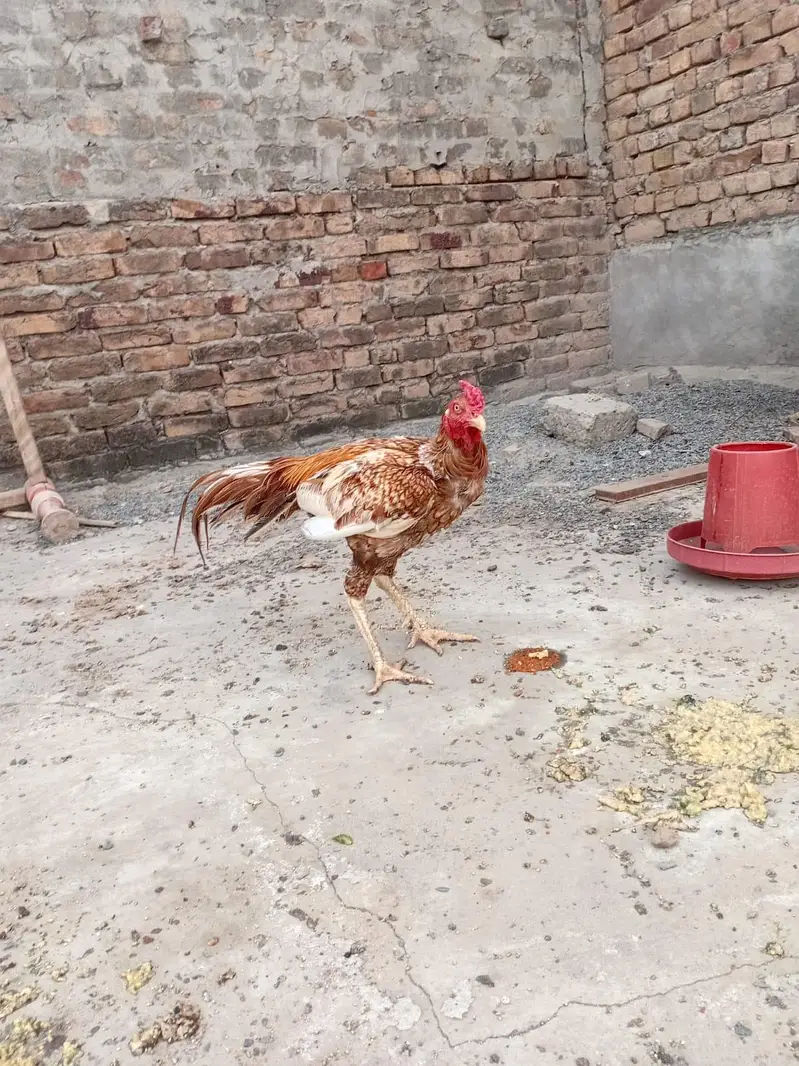 Aseel pair + pure faumi male + gunifowl female — photo 2