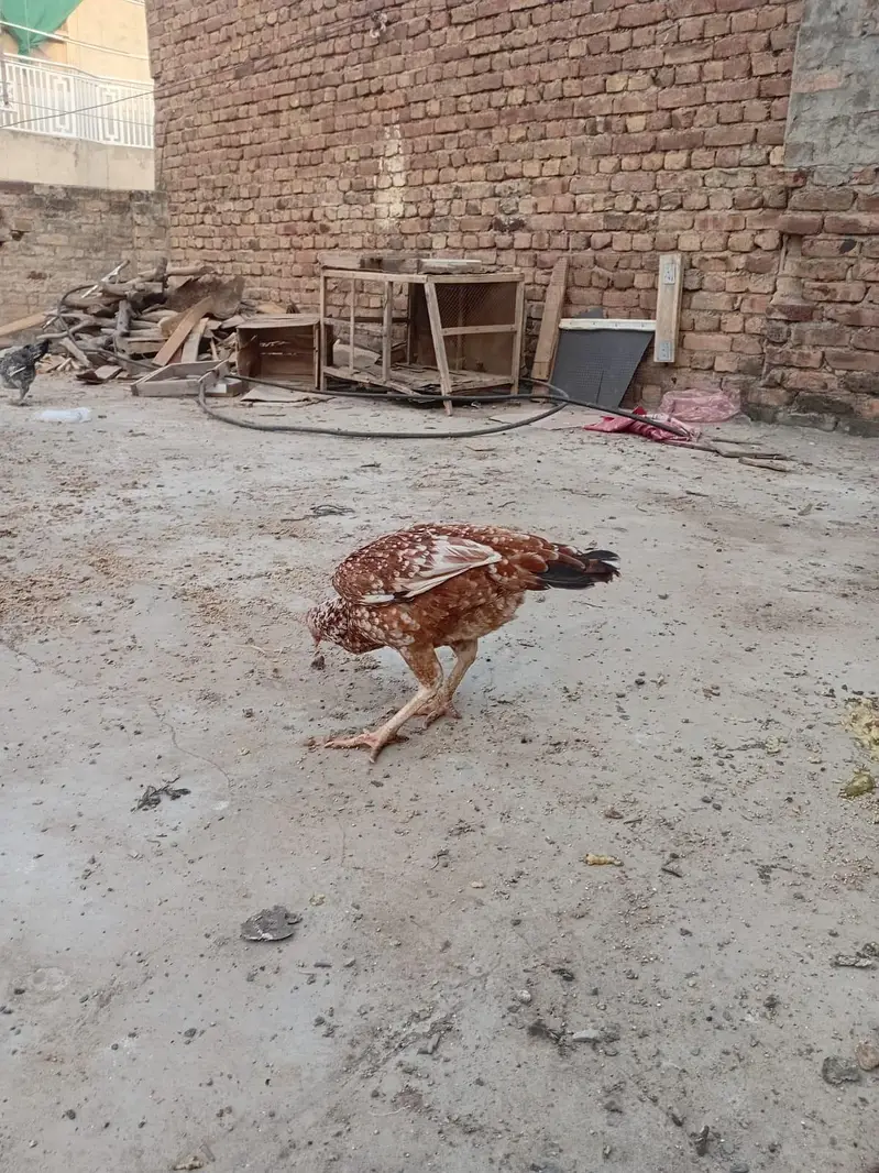 Aseel pair + pure faumi male + gunifowl female — photo 3