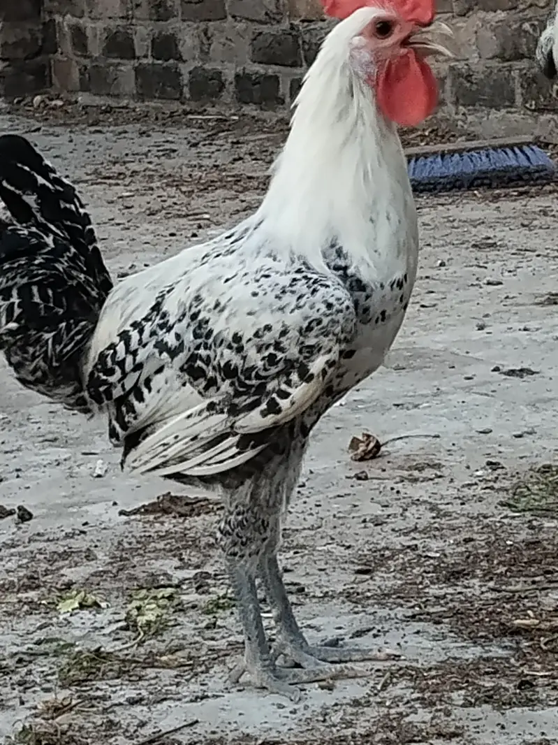 Aseel pair + pure faumi male + gunifowl female — photo 4