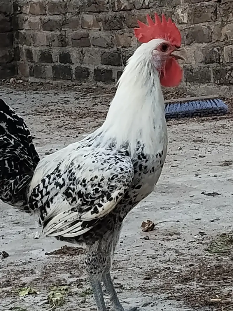 Aseel pair + pure faumi male + gunifowl female — photo 5
