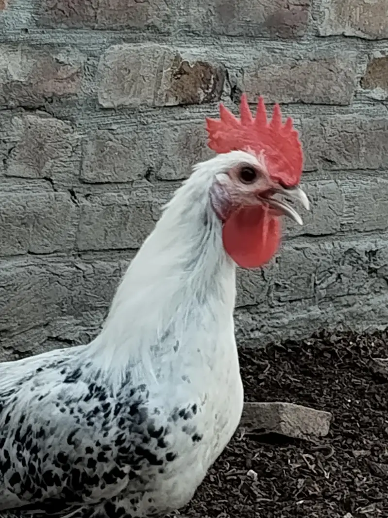 Aseel pair + pure faumi male + gunifowl female — photo 6