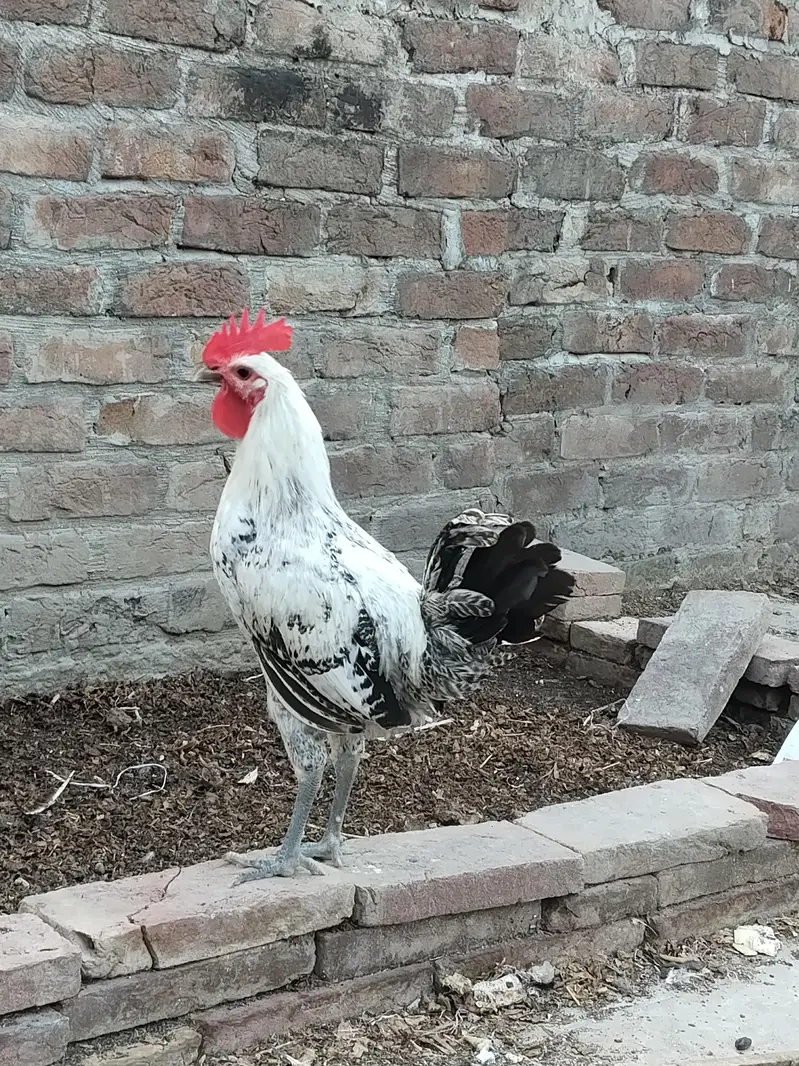 Aseel pair + pure faumi male + gunifowl female — photo 7