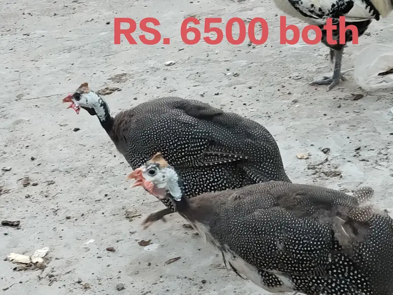 Aseel pair + pure faumi male + gunifowl female — photo 8