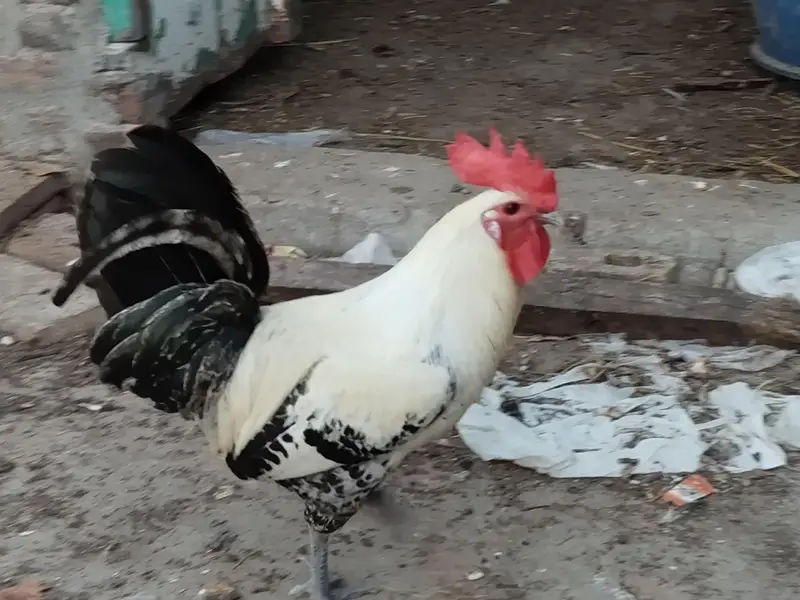 Aseel pair + pure faumi male + gunifowl female — photo 9