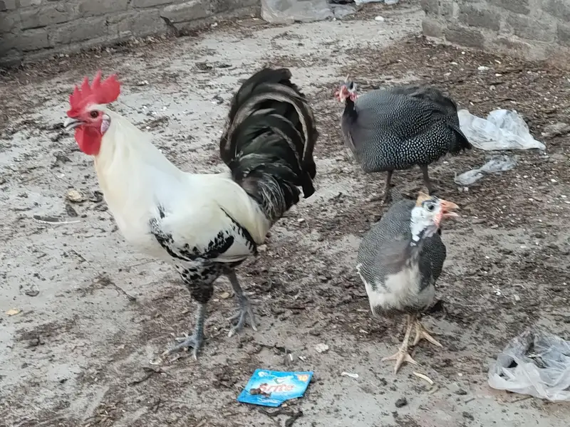 Aseel pair + pure faumi male + gunifowl female — photo 10