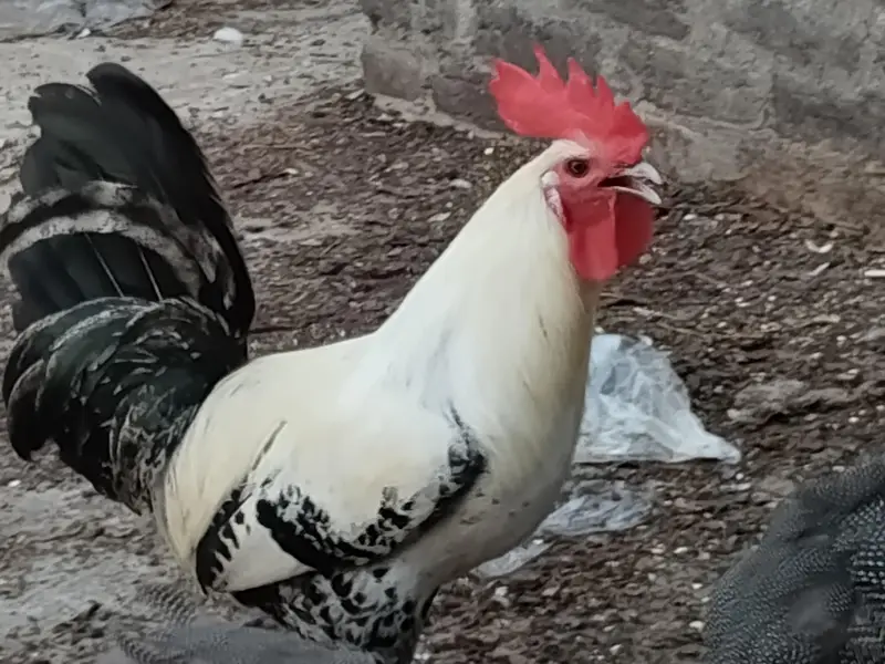 Aseel pair + pure faumi male + gunifowl female — photo 11