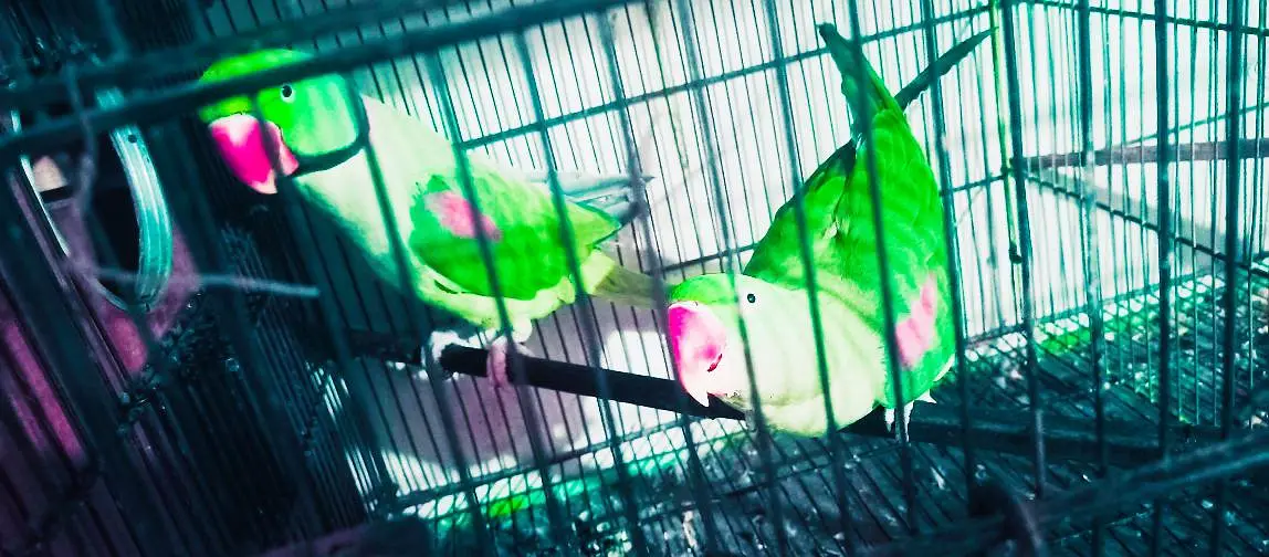 Orignal Alexandrine king size high quality 100% breeder pair — photo 2