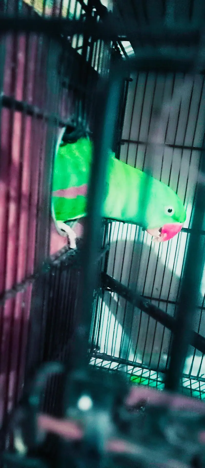 Orignal Alexandrine king size high quality 100% breeder pair — photo 3